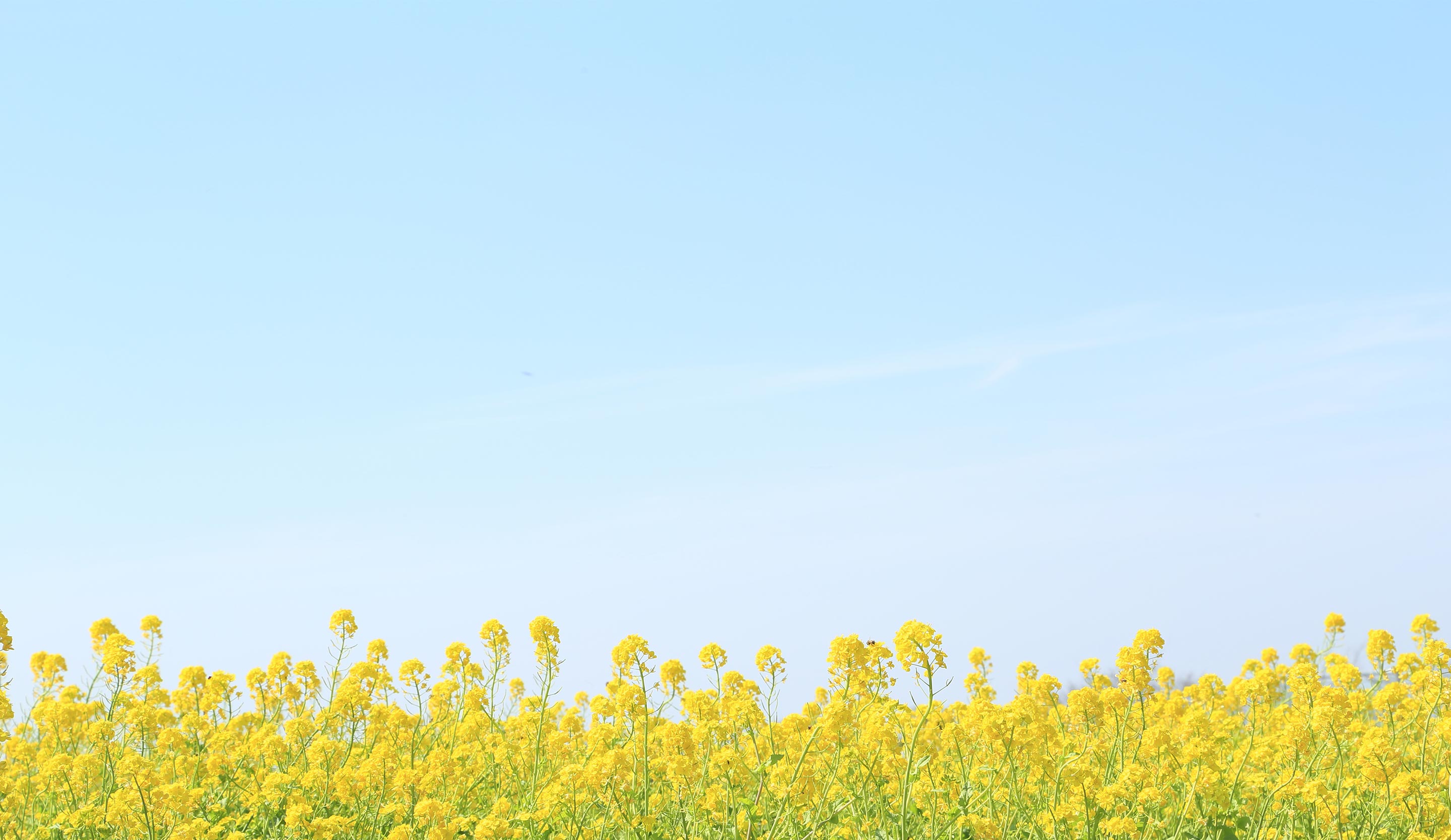 東松山かけはし薬局のメインビジュアル1